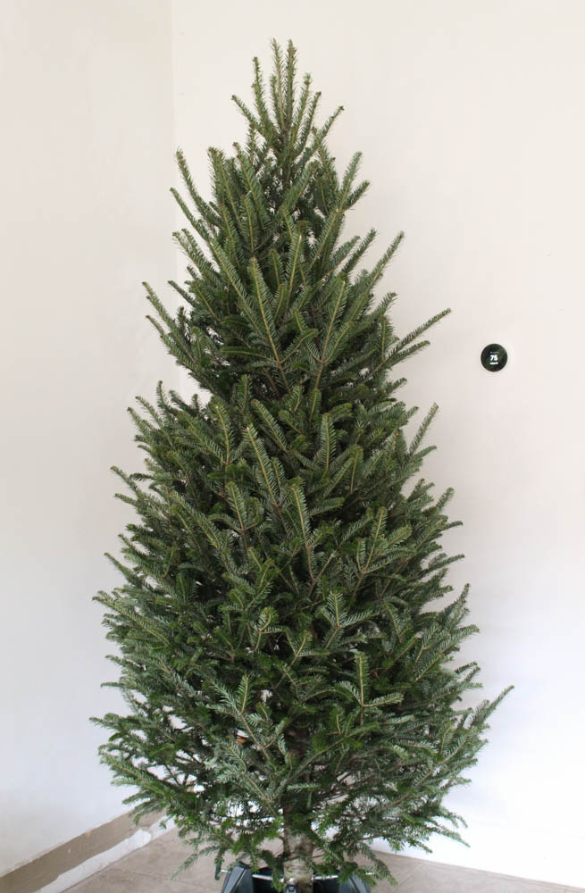 Cut Top Branch On Real Christmas Tree